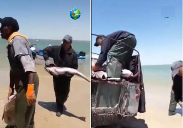 خيرات المغرب.. صيد أسماك كبيرة بسواحل الداخلة