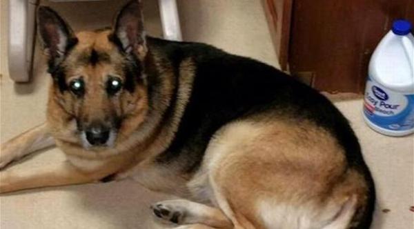  الكلبة التي أثارت مواقع التواصل الإجتماعي 