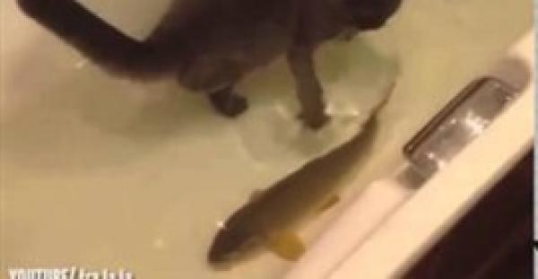 بالفيديو.. قط يخرج على المألوف ويستمتع باللعب مع السمك