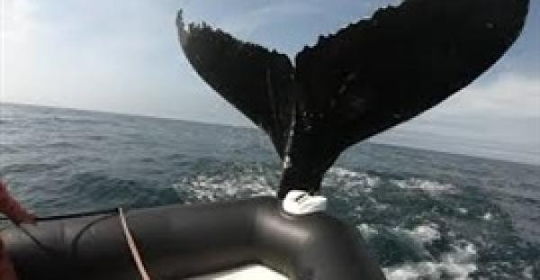 حوت أحدب عملاق  يضرب قاربا بذيله (فيديو)