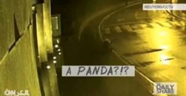 بالفيديو.. دب يتجول بحرية في أحد الشوارع الصينية