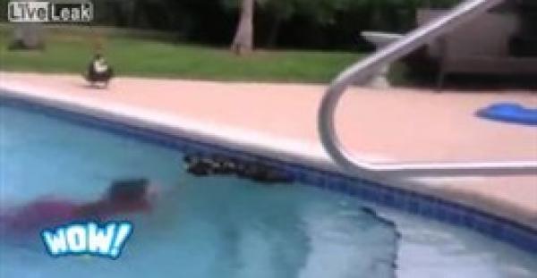 بالفيديو.. بطة تشتبك مع طفل حاول الاقتراب من صغارها