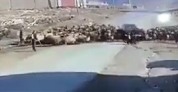 بالفيديو.. سيارة تدهس قطيعا من الماشية