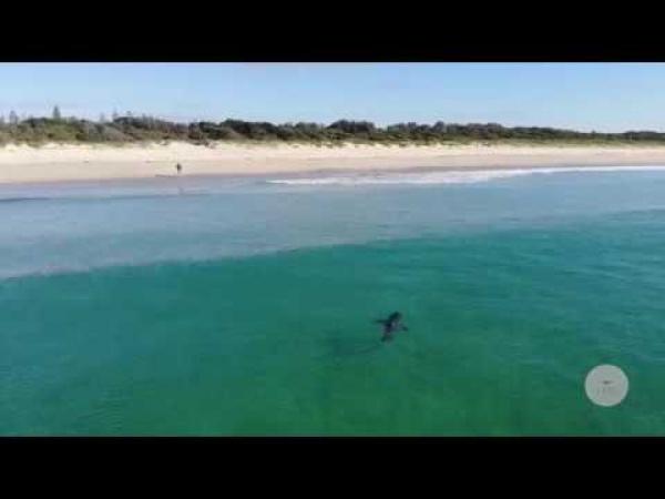 قرش يقترب من طفلين على الشاطئ ويتسبب في حالة فزع المصطافين