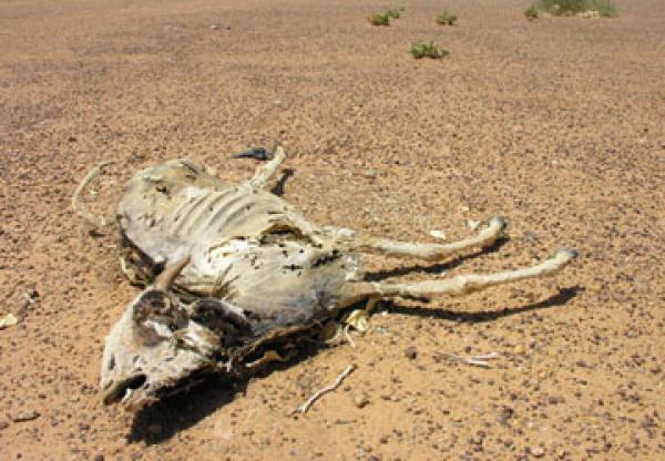 المغرب يدعو إلى تسجيل موجات الجفاف ضمن الكوارث الطبيعية