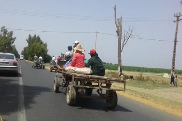 الفوضى... عربة مجرورة بالحصان تسير بسرعة جنونية وترسل صاحب دراجة نارية وزوجته للمستعجلات