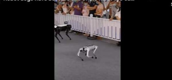 استعراض مذهل لـ"كلاب آلية" بمعرض الصين الدولي