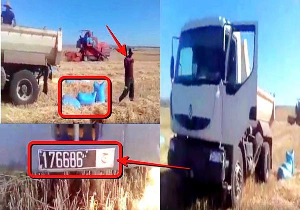 فضيحة : رئيس جماعة يستغل شاحنتها و عمالها في جني محصوله من القمح ( الفيديو )