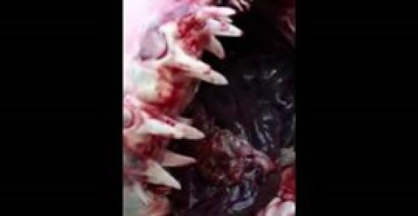 بالفيديو.. اصطياد سمكة قرش ضخمة هاجمت قاربًا بسواحل الإمارات