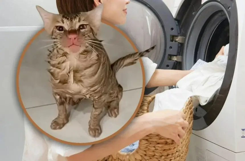 نجاة مذهلة.. قطة تُسحب داخل غسالة ملابس وتخرج سالمة بعد 10 دقائق