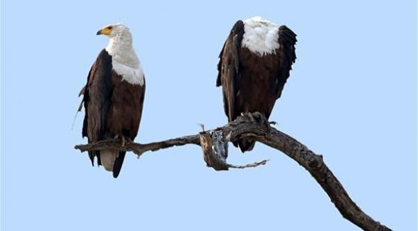 بالصور: أين ذهب رأس هذا العقاب؟