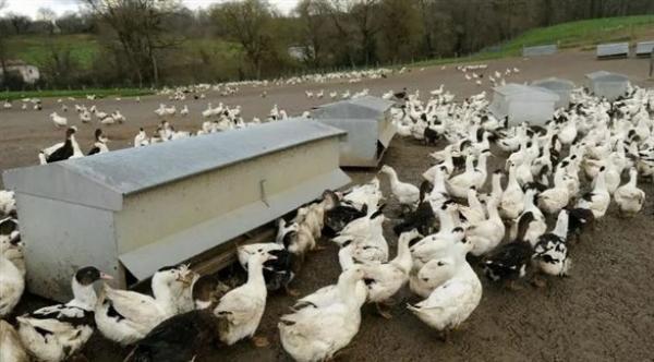 فرنسا ترصد 60 بؤرة لتفشي إنفلونزا الطيور مع بداية السنة الجديدة