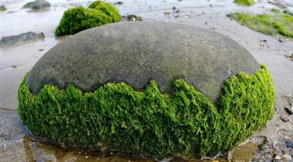 طحالب دقيقة سامة للإنسان ضارة أيضاً للحيوانات البحرية