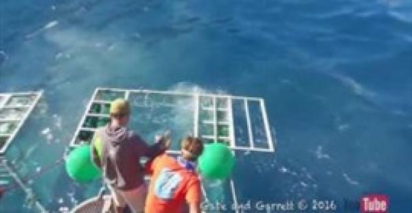 بالفيديو.. غطاس ينجو بأعجوبة من هجوم مروع لقرش أبيض