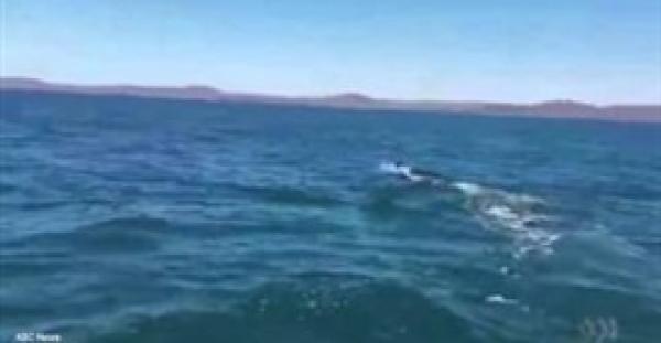 بالفيديو.. مخمورون يزعجون سمكة قرش عملاقة