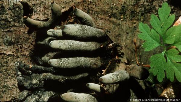 فطر مخيف ينمو على شكل أصابع زومبي