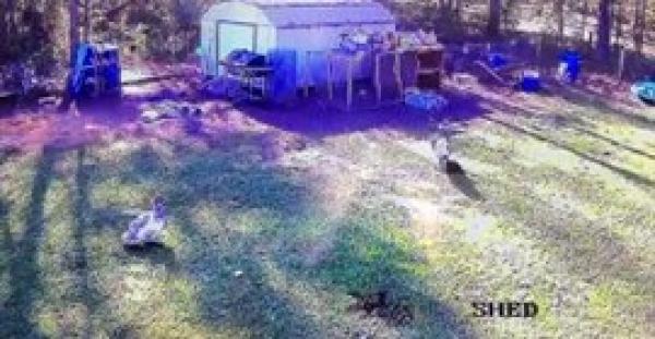 بالفيديو.. بطة شجاعة تحمي دجاجا من هجوم صقر