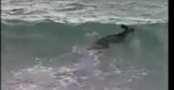 لقطات مثيرة لشرطيين ينقذان كنغرا من الغرق (فيديو)