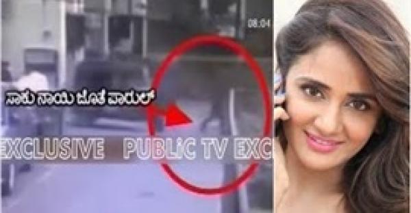 بالفيديو.. لحظة هجوم مجموعة كلاب ضالة على ممثلة شهيرة