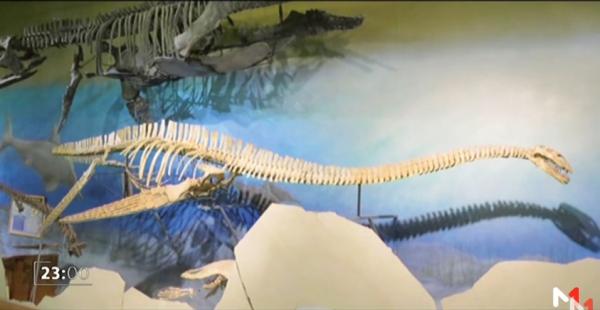 المغرب يسعى إلى استعادة هيكل ديناصور بحري عمره 66 مليون عام