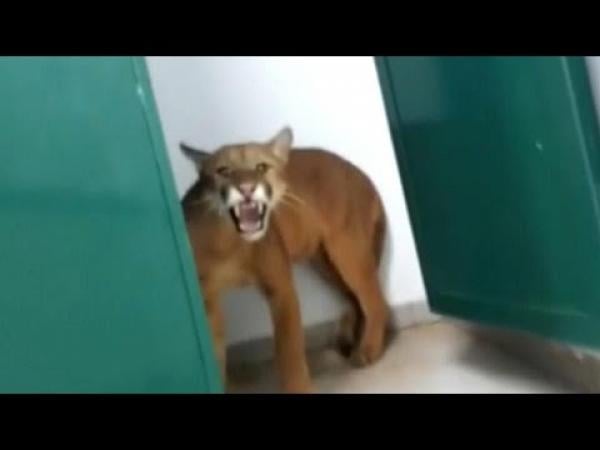 طفل يُصاب بالصدمة لحظة عثوره على "اسد جبلي" في حمام مدرسته(فيديو)