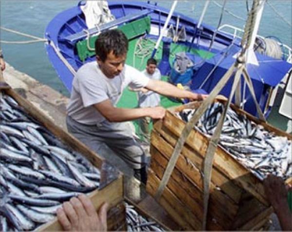 المغرب منتج السمك رقم 17 في العالم لكنه لا يصل إلى موائد المغاربة