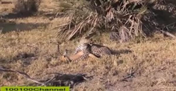 بالفيديو.. قرد ينقذ غزالة من أنياب نمر وضبع