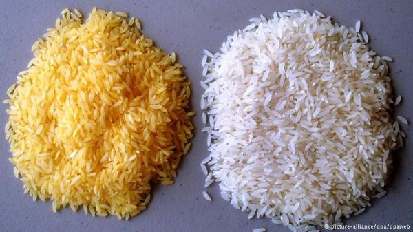 خبراء يحذرون من وجود الزرنيخ السام في الأرز