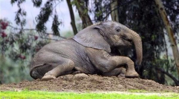 دراسة: الفيلة تقضي 46 ساعة بلا نوم مطلقاً