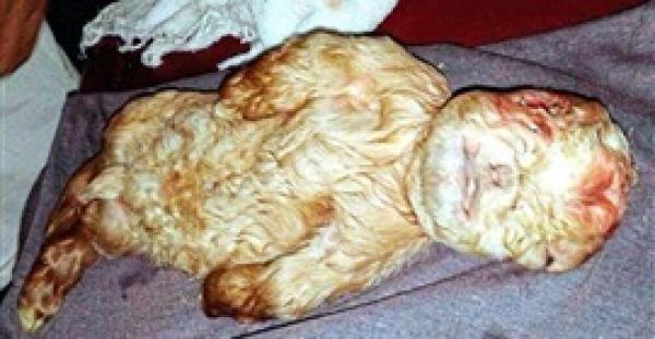 بالصور.. ماعز تلد «تيسا» بوجه إنسان في ماليزيا