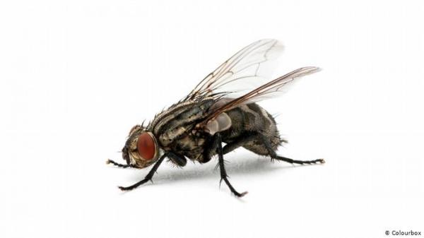 خمس طرق بسيطة للتخلص من الذباب المنزلي