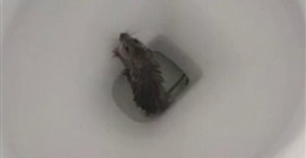 بالفيديو والصور.. رد فعل رجل عثر على فأر المرحاض