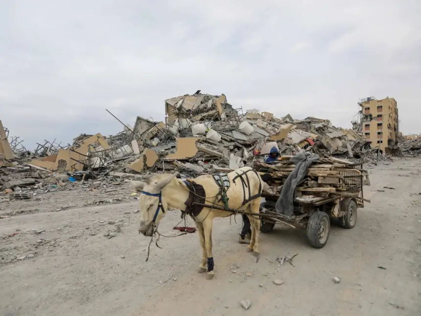 اتهام منظمة إسرائيلية بسرقة حمير غزة وتنقلها إلى فرنسا عبر مطار لييج البلجيكي