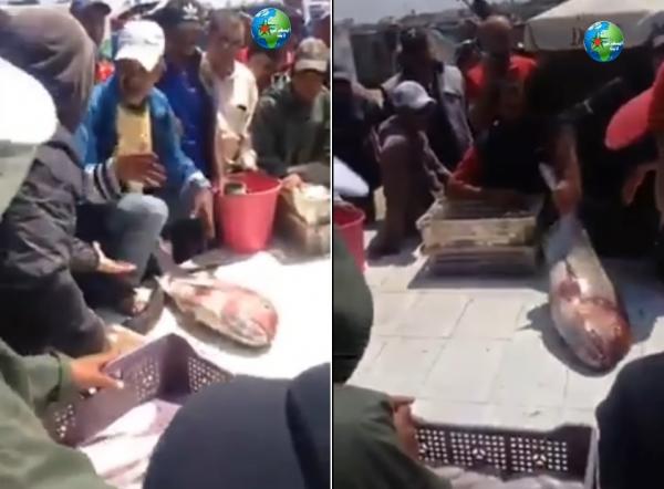 سمكة تباعت في سوق بالمغرب بالثمن ديال حولي