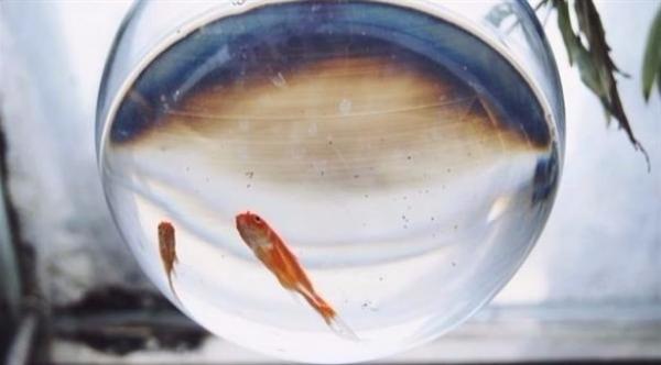 فندق يؤجر أسماك الزينة لنزلائه الذين يشعرون بالوحدة