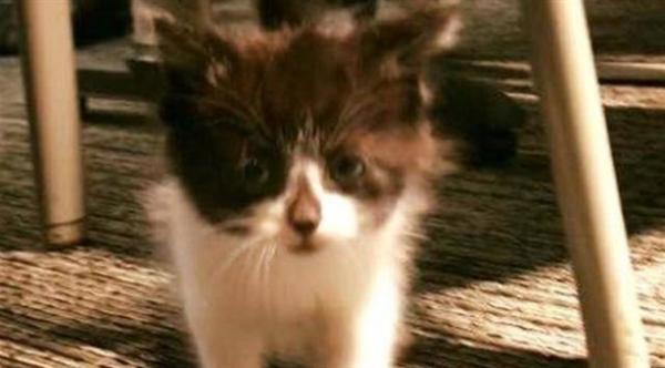 قطة صغيرة تنضم إلى قوات الشرطة في أمريكا