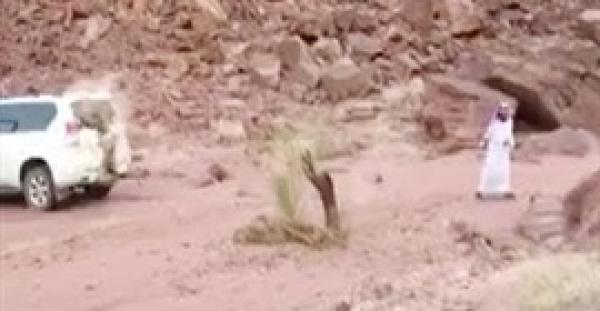 بالفيديو.. لحظة انتقام شجرة من شخص حاول اقتلاعها