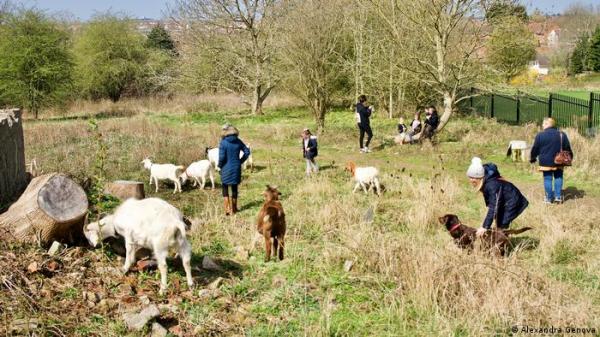 الماعز في مواجهة حرائق كاليفورنيا!