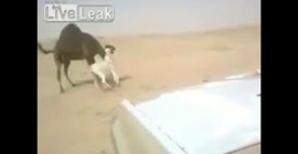 بالفيديو.. «حمار» يتغلب على «جمل» في معركة غريبة