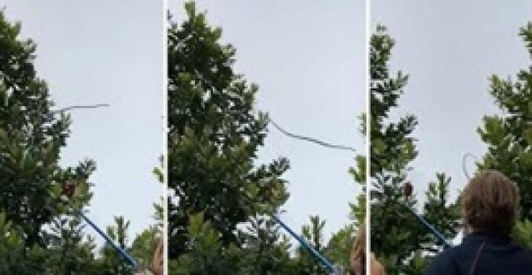 لقطات مذهلة لأفعى تقفز من شجرة لأخرى في مدرسة (فيديو)