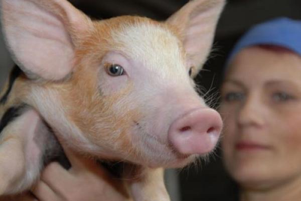 بالفيديو.. لماذا خلق الله الخنزير ولماذا حرم اكله؟