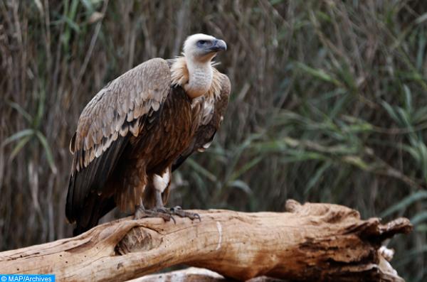 مراكش.. الرواية الرسمية للسلطات بشأن تفكيك شبكة دولية للاتجار غير المشروع بالصقور