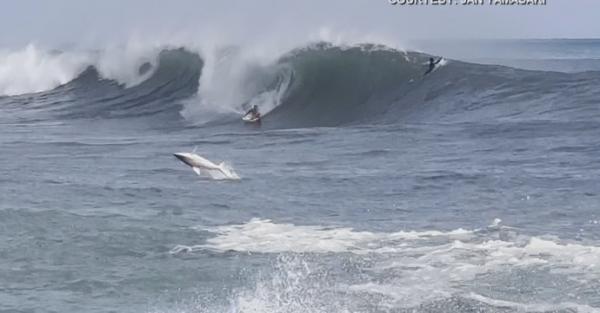 سمكة قرش تقفز في الهواء وتفاجئ راكب أمواج(فيديو)