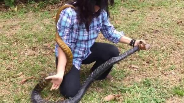 بالفيديو: امرأة تطارد أفعى ضخمة وتنقضّ عليها