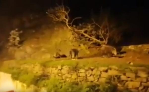 قطيع من الخنازير البرية يتجول بالقرب من ميناء المضيق