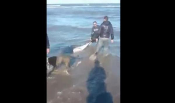 إنقاذ دنفيل في مدينة الدرالبيضاء قرب مسجد الحسن التاني