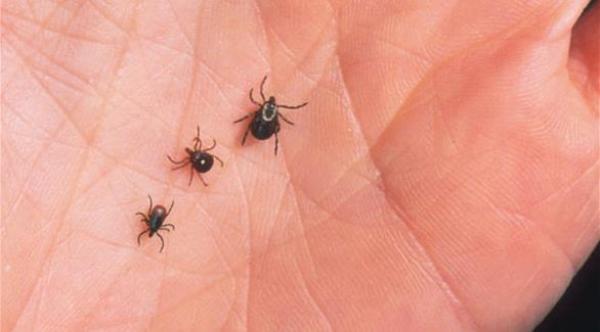 كيف تتعامل مع لدغات حشرات الحدائق؟