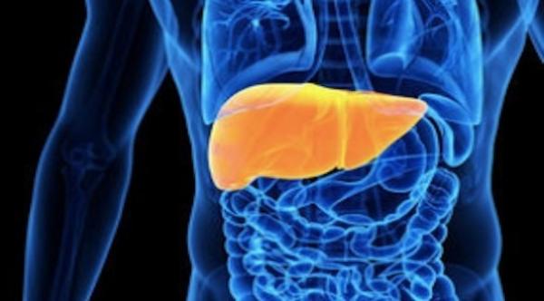 علماء يكتشفون خلايا جديدة تُغني عن عمليات زراعة الكبد