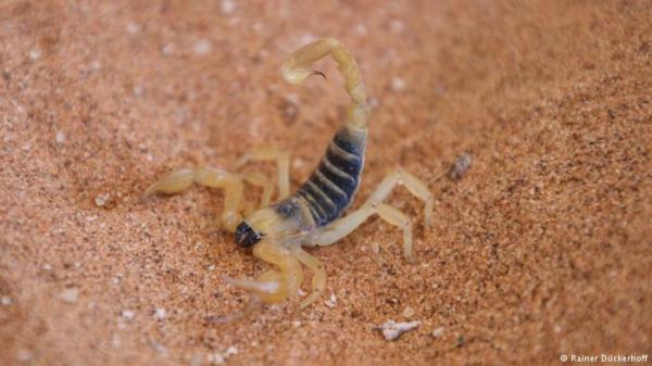 مكافحة الأورام السرطانية أصبحت ممكنة بفضل سم العقرب!