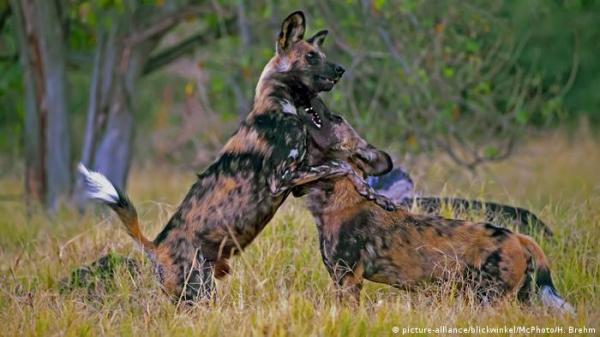 ما هي أوجه الشبه في العلاقات بين الضباع والبشر؟